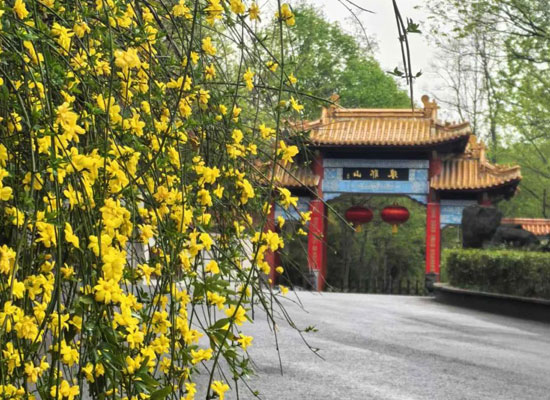 langya Golden flowers