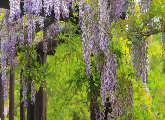 Wisteria Zinnia