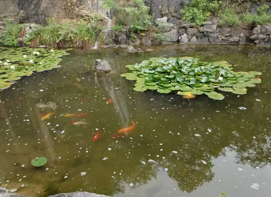 koi